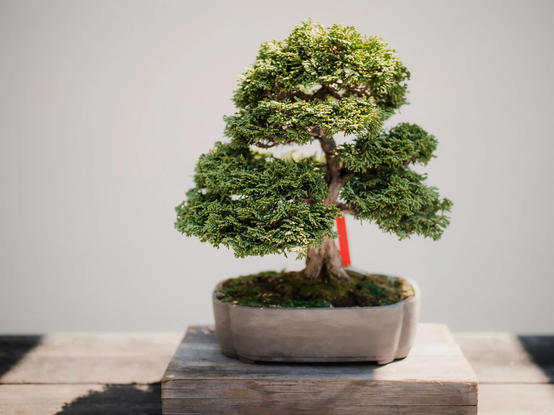 Bonsai