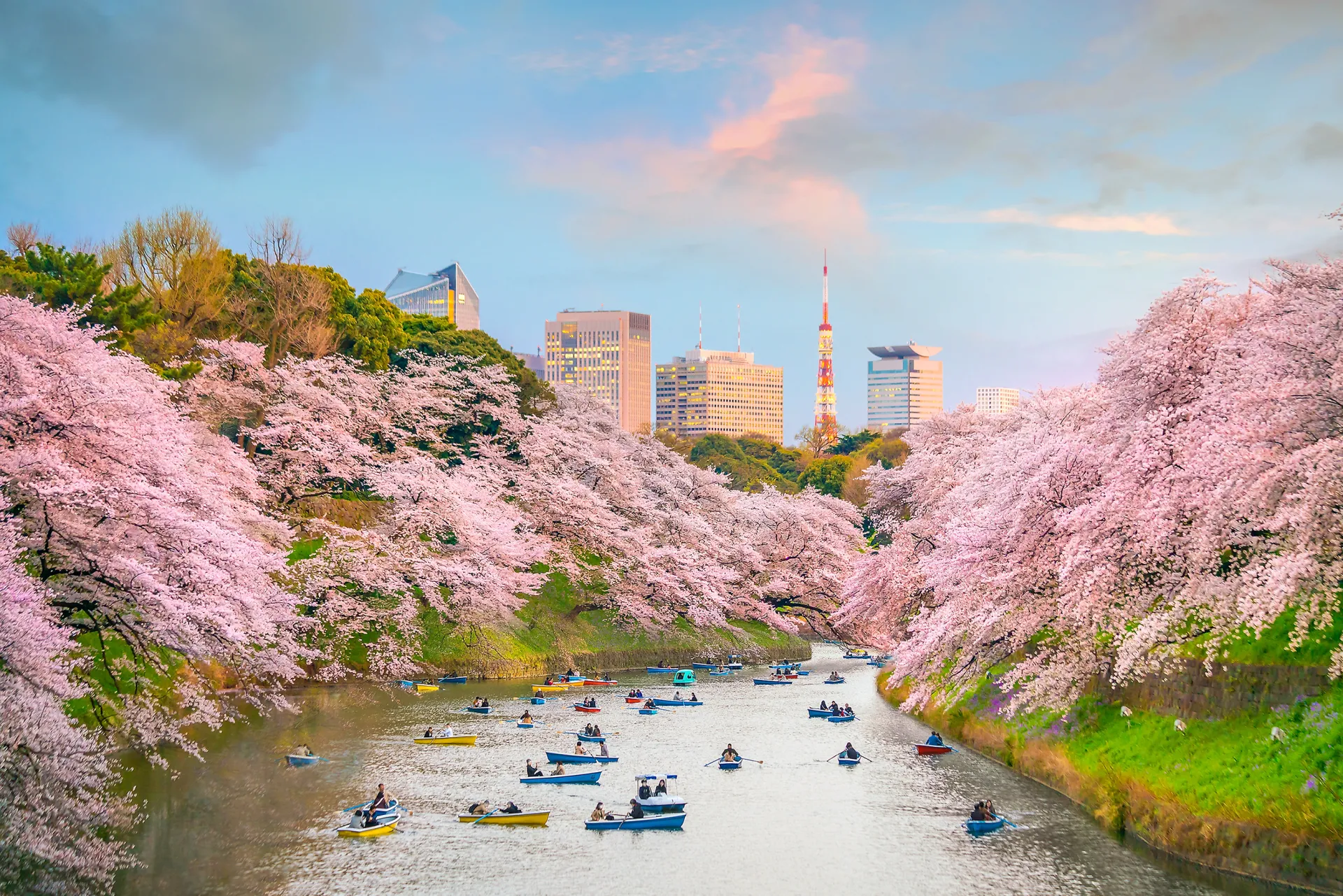 Cherry Blossom River